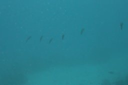 20010620_Mangrove_Bay_0031